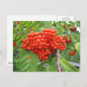 Red Berry Tree in Skagway Alaska Postkarte (Vorne/Hinten)