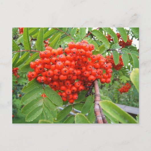 Red Berry Tree in Skagway Alaska Postkarte (Vorderseite)