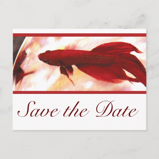 Red Betta Fish Save the Date Ankündigungspostkarte (Vorderseite)