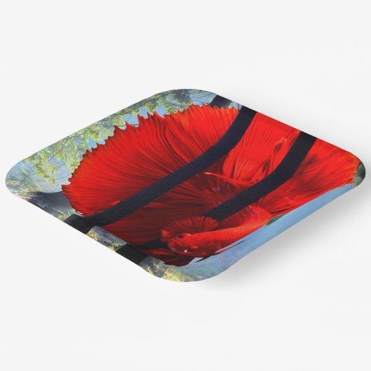 Red Betta Pappteller (Gewinkelt)
