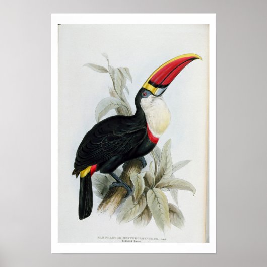 Red-Billed Toucan, from 'A Monograph of the Rampha Poster (Vorne)