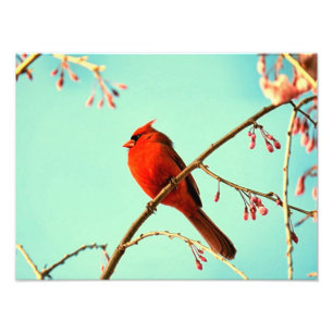 Red Bird & Cherry Blooms Fotodruck