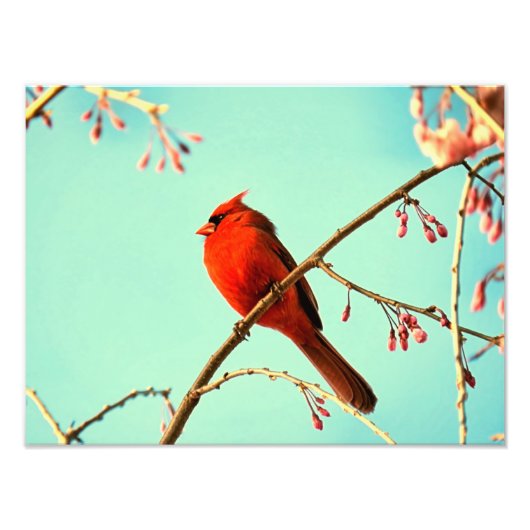 Red Bird & Cherry Blooms Fotodruck (Vorne)
