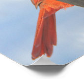 Red Bird mit Psalms Hope Bible Verse Poster (Ecke)