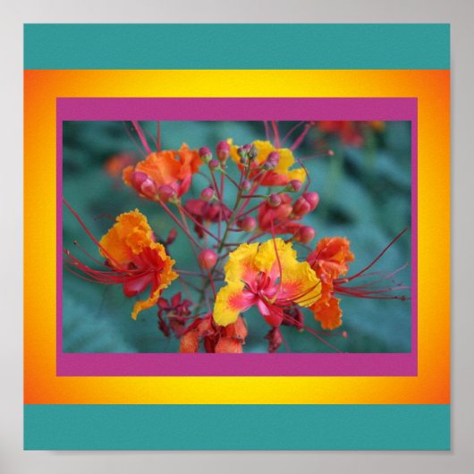 Red Bird of Paradise Poster (Vorne)