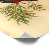Red Black Flycatcher Bird Vintag Print Poster (Ecke)