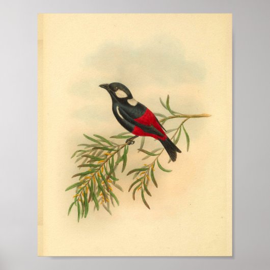 Red Black Flycatcher Bird Vintag Print Poster (Vorne)