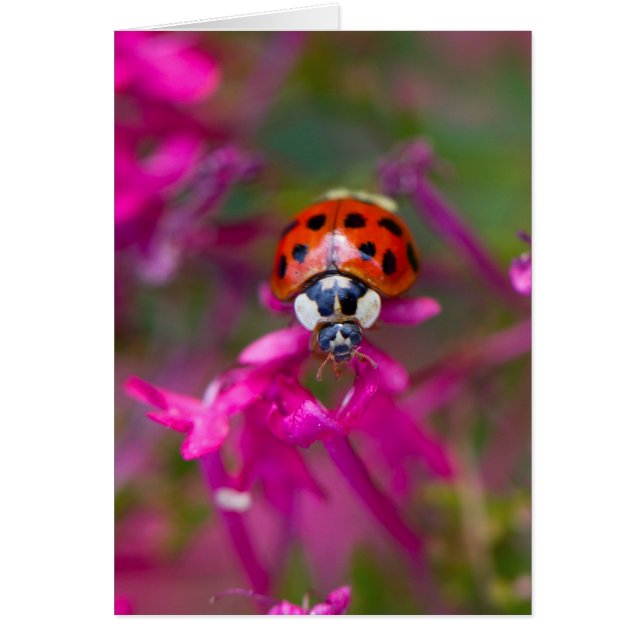 Red Black Ladybug Ladybird auf rosa Blume (Vorne)