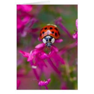 Red Black Ladybug Ladybird auf rosa Blume