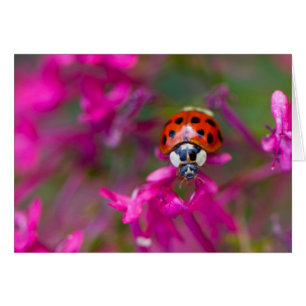 Red Black Ladybug Ladybird auf rosa Blume