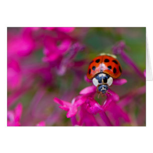 Red Black Ladybug Ladybird auf rosa Blume