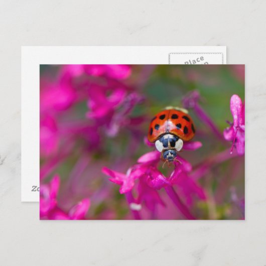 Red Black Ladybug Ladybird auf rosa Blume Postkarte (Vorne/Hinten)