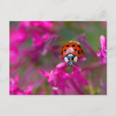Red Black Ladybug Ladybird auf rosa Blume Postkarte (Vorderseite)