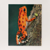 Red & Black Poison Dart Frosch Puzzle (Vertikal)
