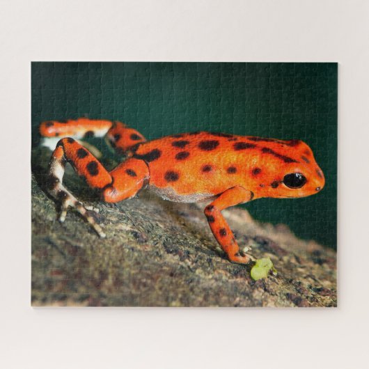 Red & Black Poison Dart Frosch Puzzle (Horizontal)