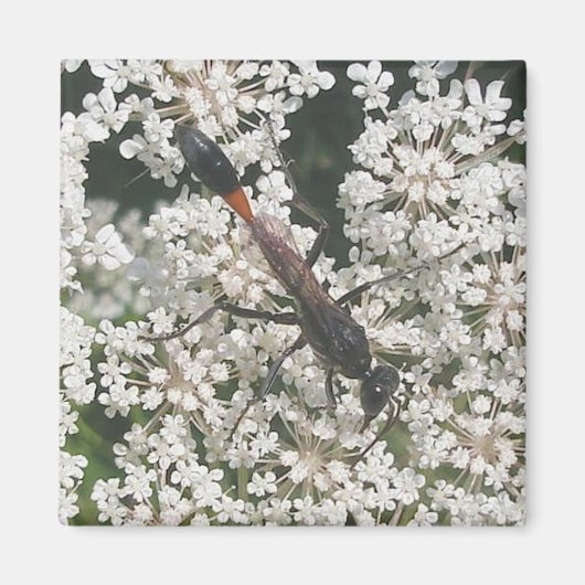 Red & Black Wasp Magnet (Vorne)