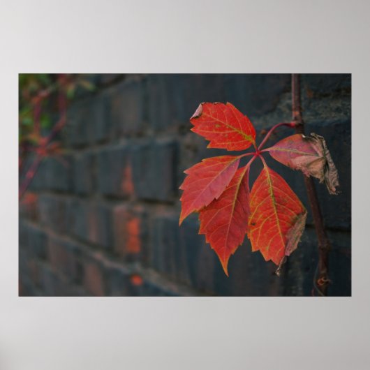 Red Blätter Poster (Vorne)
