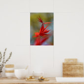 "Red Bloom", Ahornleaf Poster (Küche)
