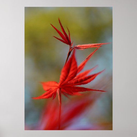 "Red Bloom", Ahornleaf Poster (Vorne)
