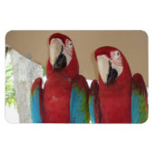 Red Blue Green Macaws Magnet (Horizontal)