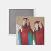 Red Blue Green Macaws Magnet (Vorderseite/Rückseite)