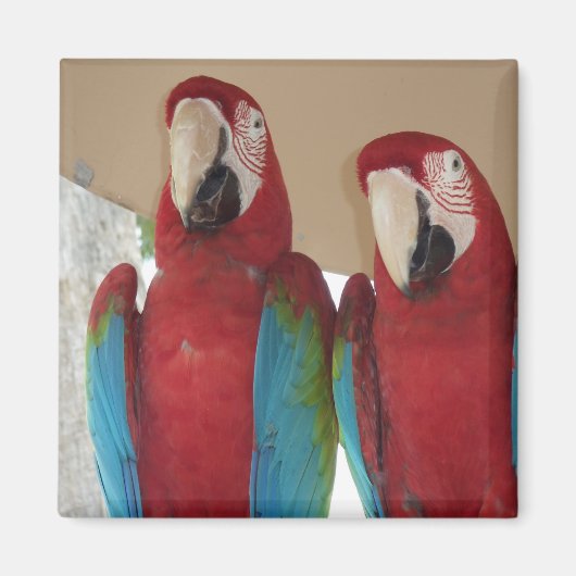 Red Blue Green Macaws Magnet (Vorne)
