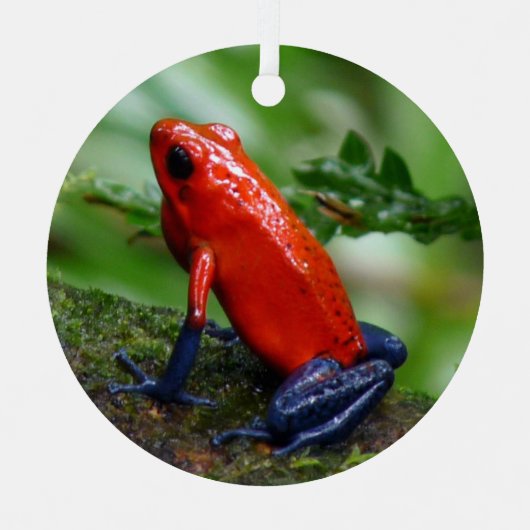 Red & Blue Poison Dart Frosch Ornament Aus Metall (Vorderseite)