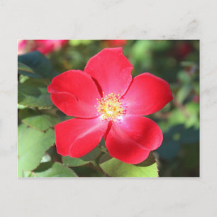 Red Blume # 2 Postkarte