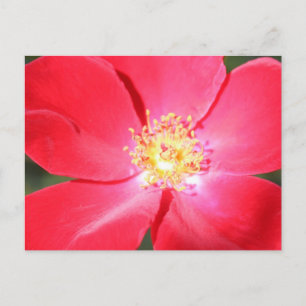 Red Blume # 3 Postkarte