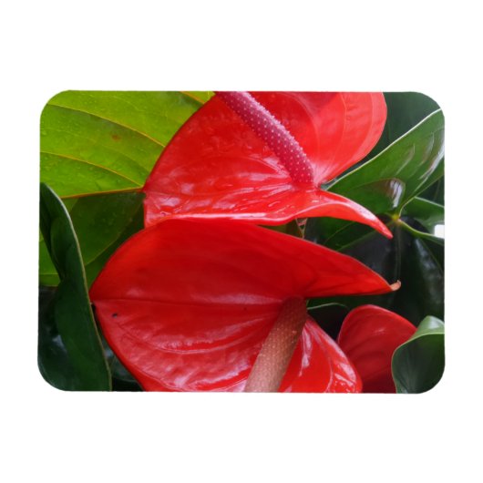 Red Blume 3"x4"-Magnet Magnet (Horizontal)