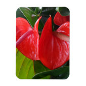 Red Blume 3"x4"-Magnet Magnet (Vertikal)