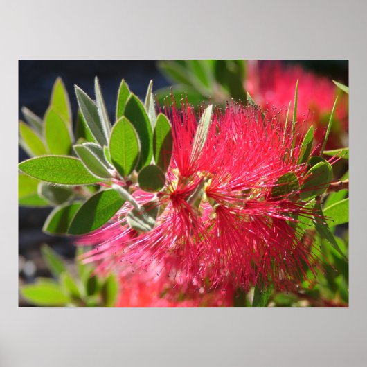 Red Bottlebrush Australische Blumenposter-Blume Poster (Vorne)