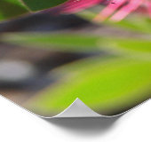 Red Bottlebrush Australische Blumenposter-Blume Poster (Ecke)