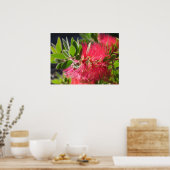 Red Bottlebrush Australische Blumenposter-Blume Poster (Küche)