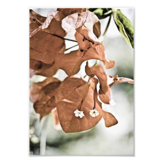 Red Bougainvillea Fotodruck (Vorne)