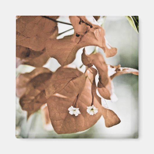 Red Bougainvillea Magnet (Vorne)