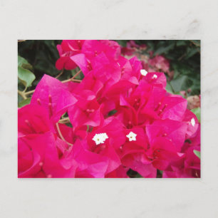 Red Bougainvillea Postkarte