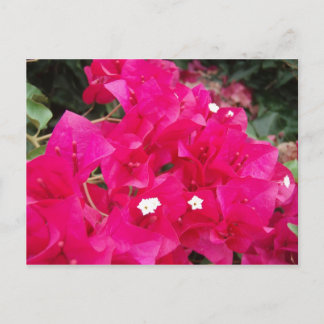 Red Bougainvillea Postkarte
