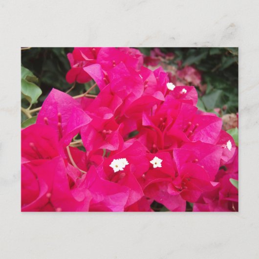 Red Bougainvillea Postkarte (Vorderseite)