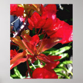 Red Bouganvilla Poster (Vorne)