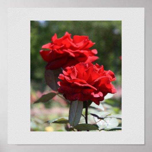 Red Bouquet Print Poster (Vorne)