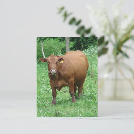 Red Bovine Postkarte (Stehend Vorderseite)