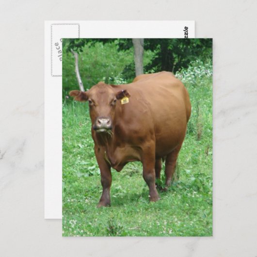 Red Bovine Postkarte (Vorne/Hinten)