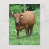 Red Bovine Postkarte (Vorderseite)