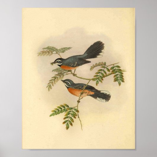 Red Breastail Fantail Flycatcher Bird Vintag Print Poster (Vorne)
