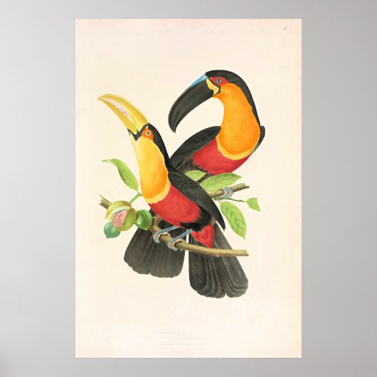 Red-Breasted Toucan Bird Poster (Vorne)