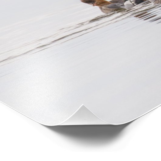 Red Breaster Merganser Foto Print (Ecke)