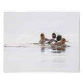 Red Breaster Merganser Foto Print (Vorne)