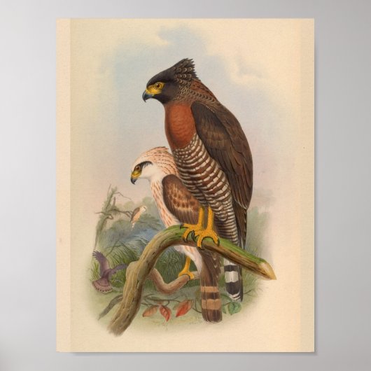 Red Breastk Hawk Bird Vintage Kunst drucken Poster (Vorne)