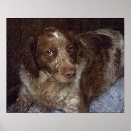 Red Brittany Spaniel dog épagneul breton roux Poster (Vorne)